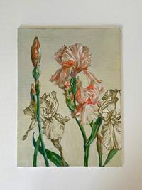 Sueño de Iris Rosa